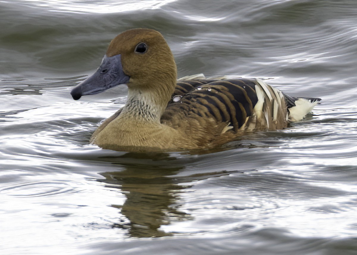 Fulvous Whistling-Duck - ML645596190