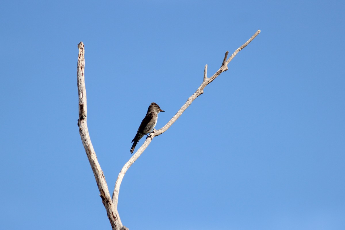 Olive-sided Flycatcher - ML645596193