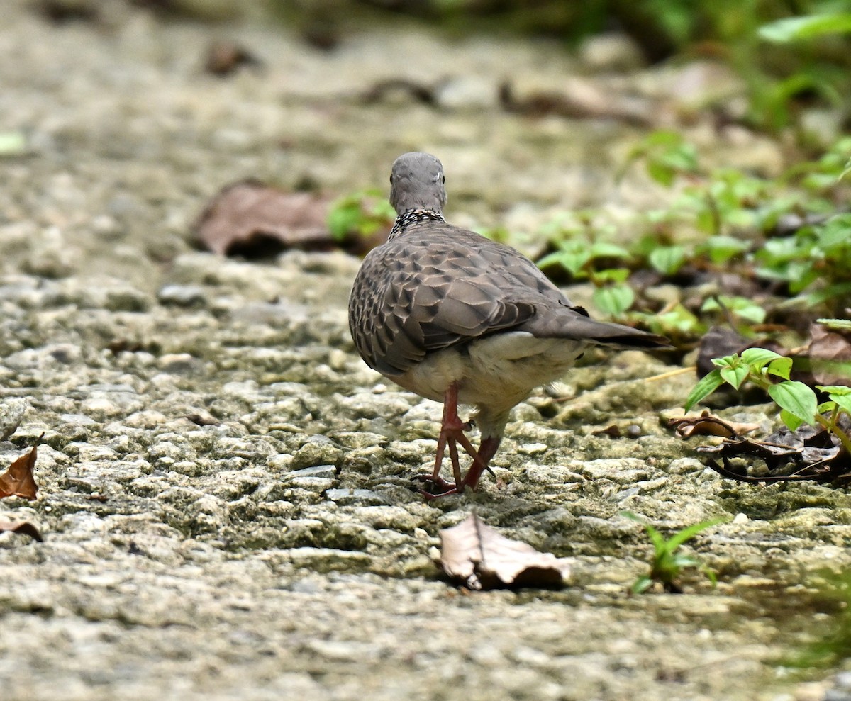 תור נקוד - ML645596194