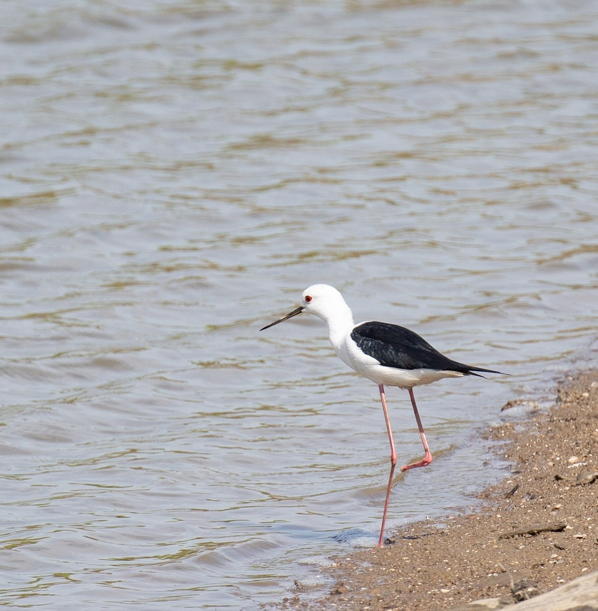 Zankaluze eurasiarra - ML645596196