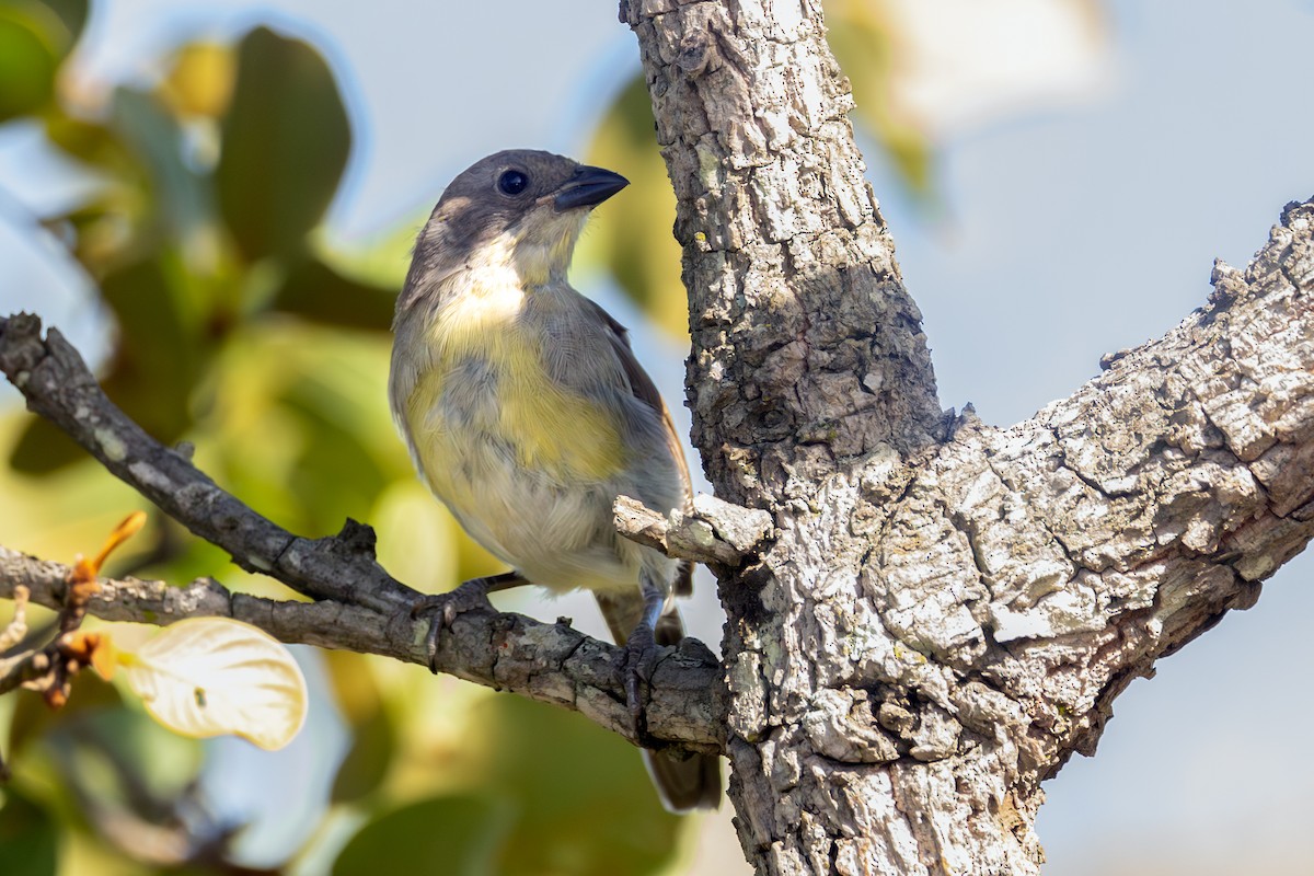 Örümcekkuşu Tangarası - ML645596199