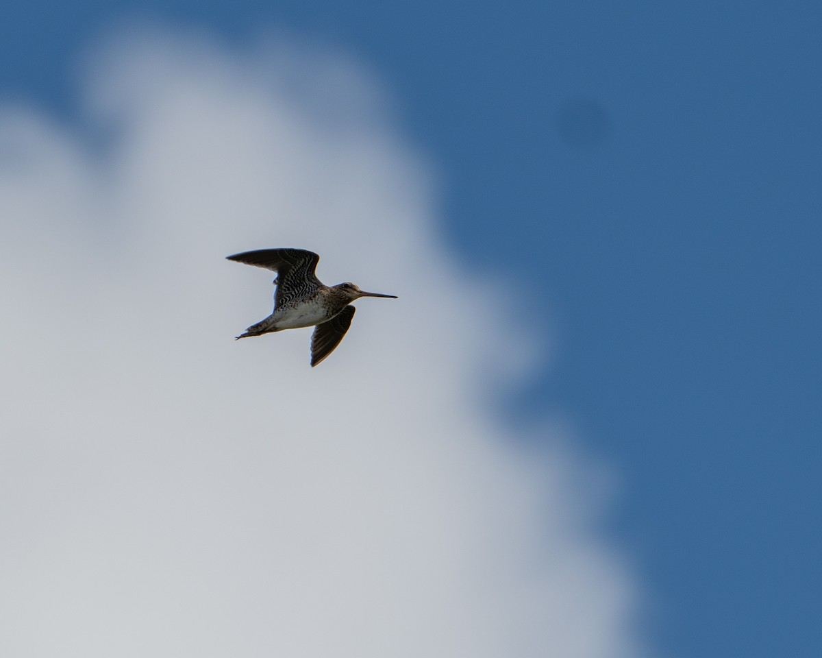 ハリオシギ - ML645596204