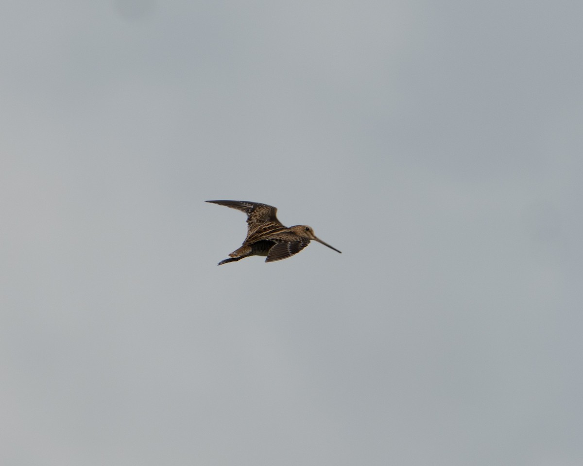 ハリオシギ - ML645596205