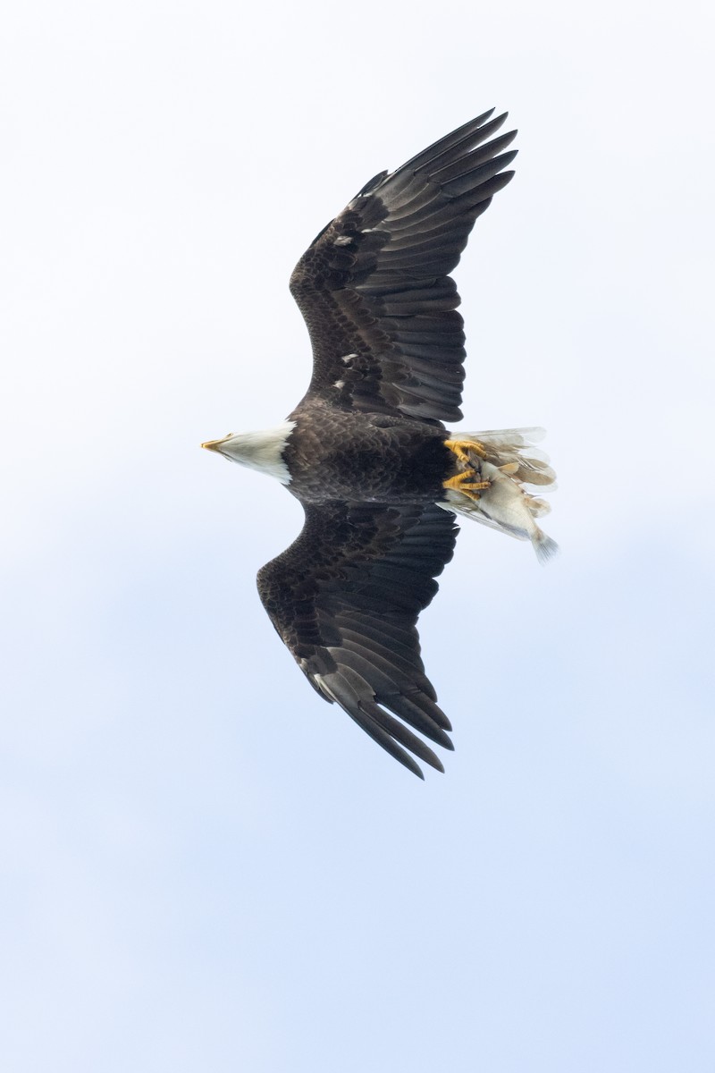 Bald Eagle - ML645596216