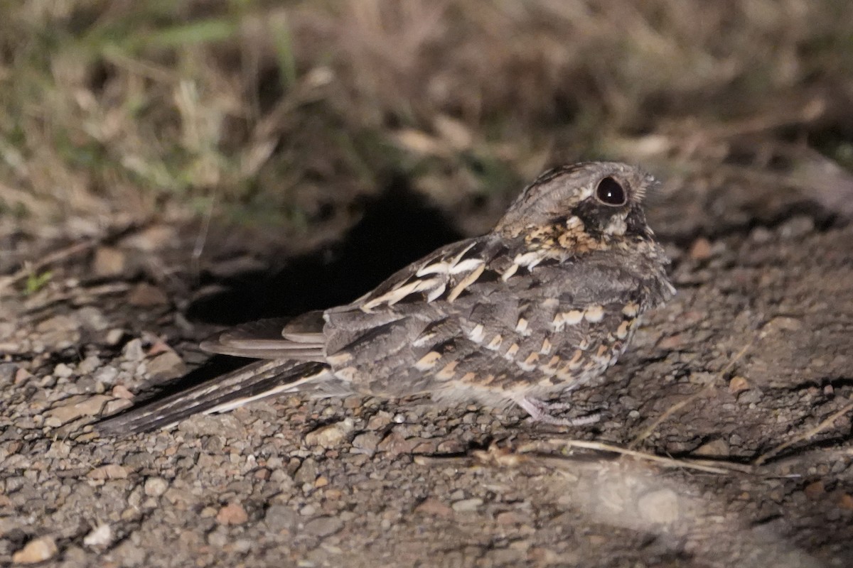 Chotacabras Hindú - ML645596222