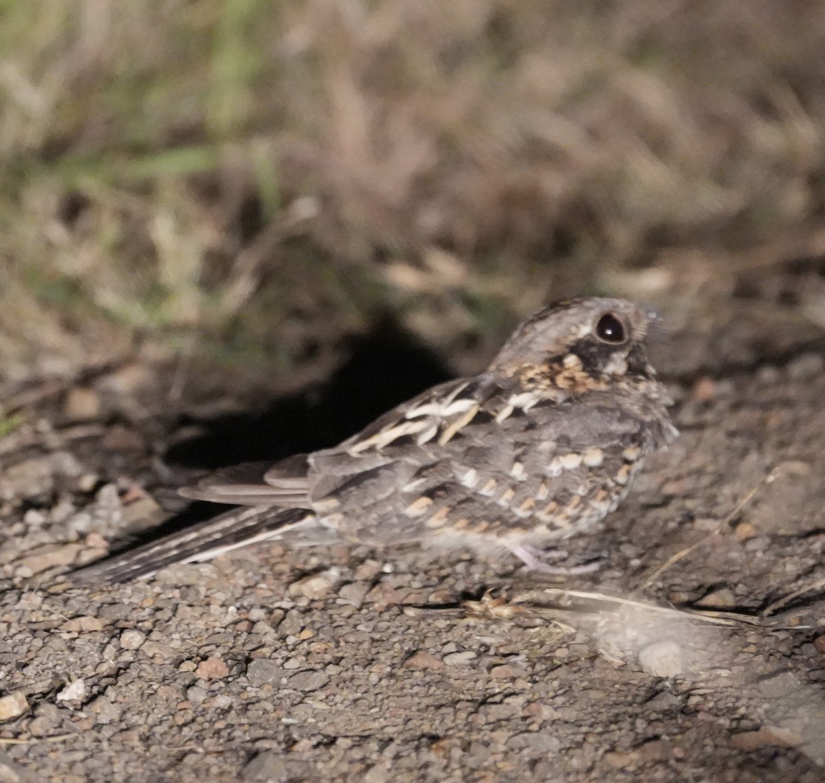 Chotacabras Hindú - ML645596223