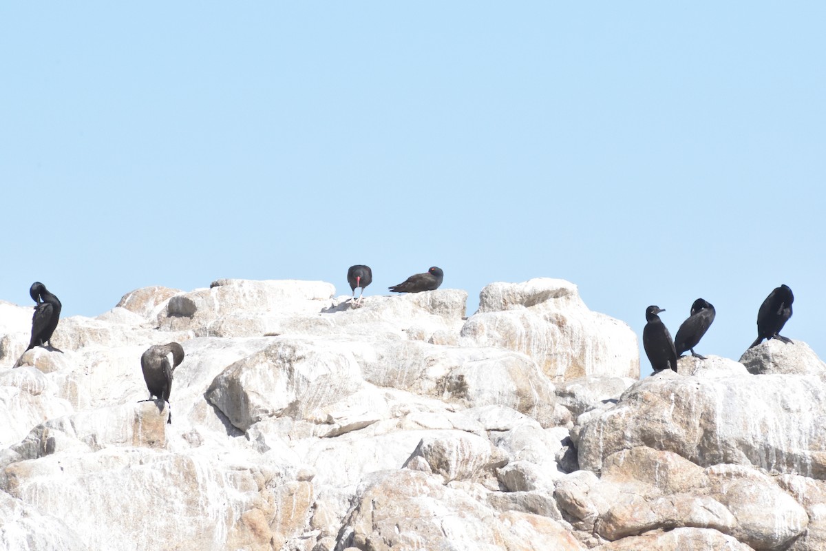 Blackish Oystercatcher - ML645596226
