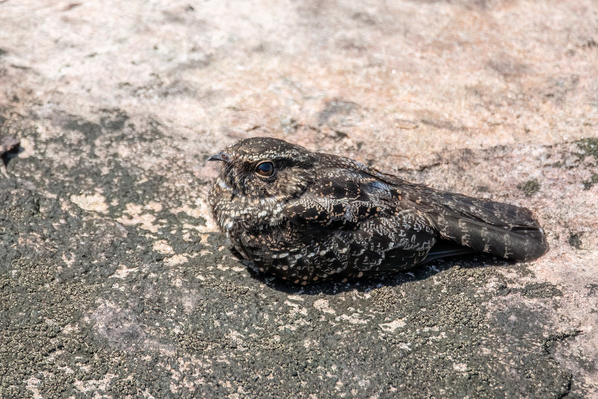 Blackish Nightjar - ML645596241