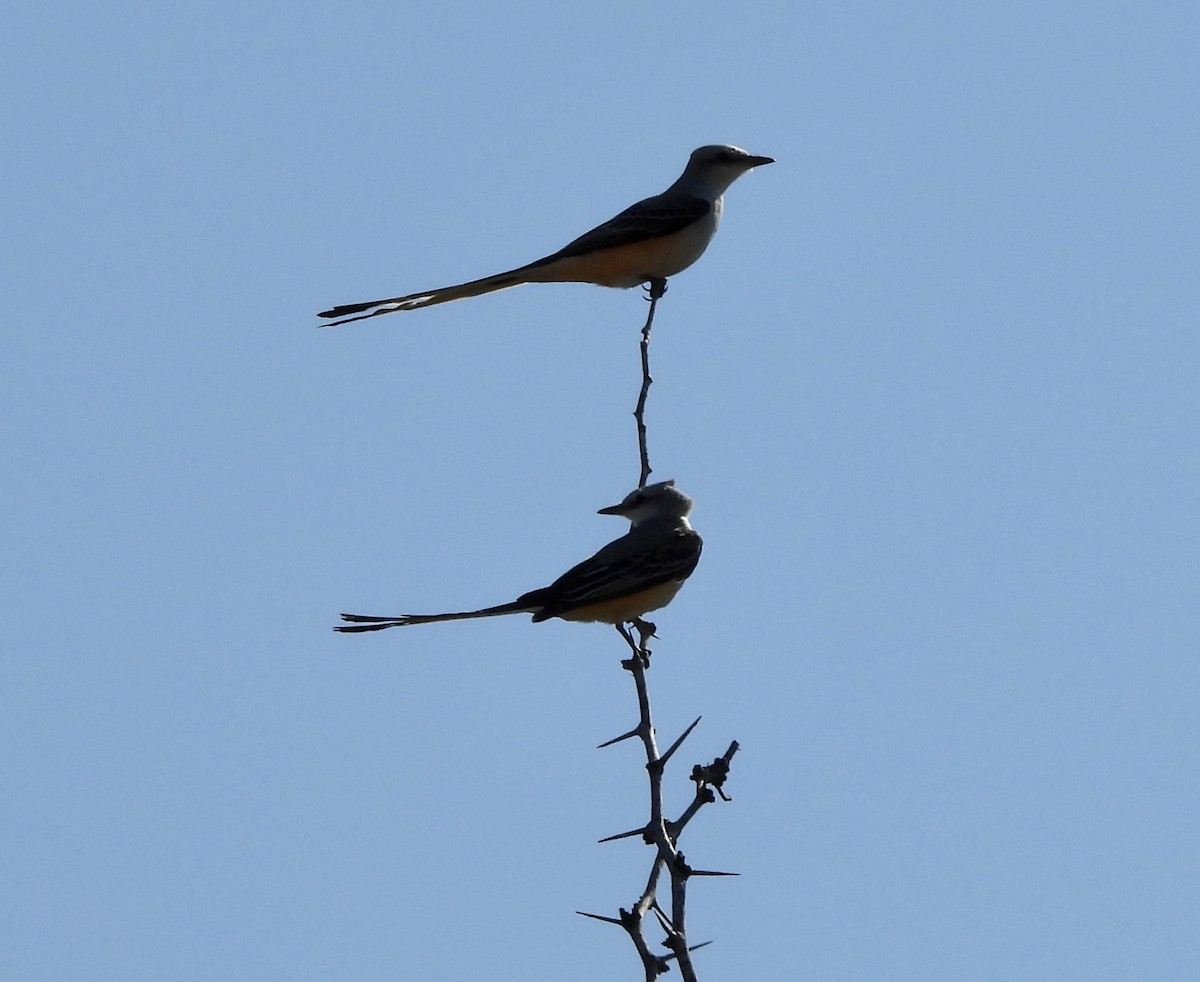 Scissor-tailed Flycatcher - ML645596247