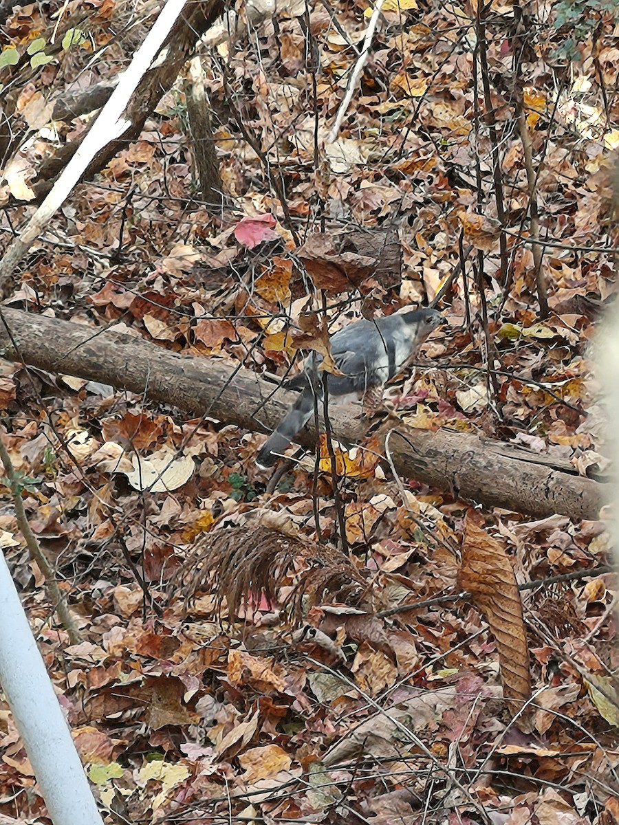 Cooper's Hawk - ML645596251