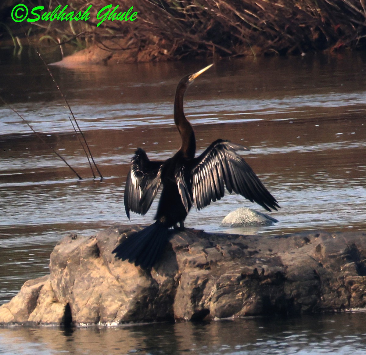 Oriental Darter - ML645596252