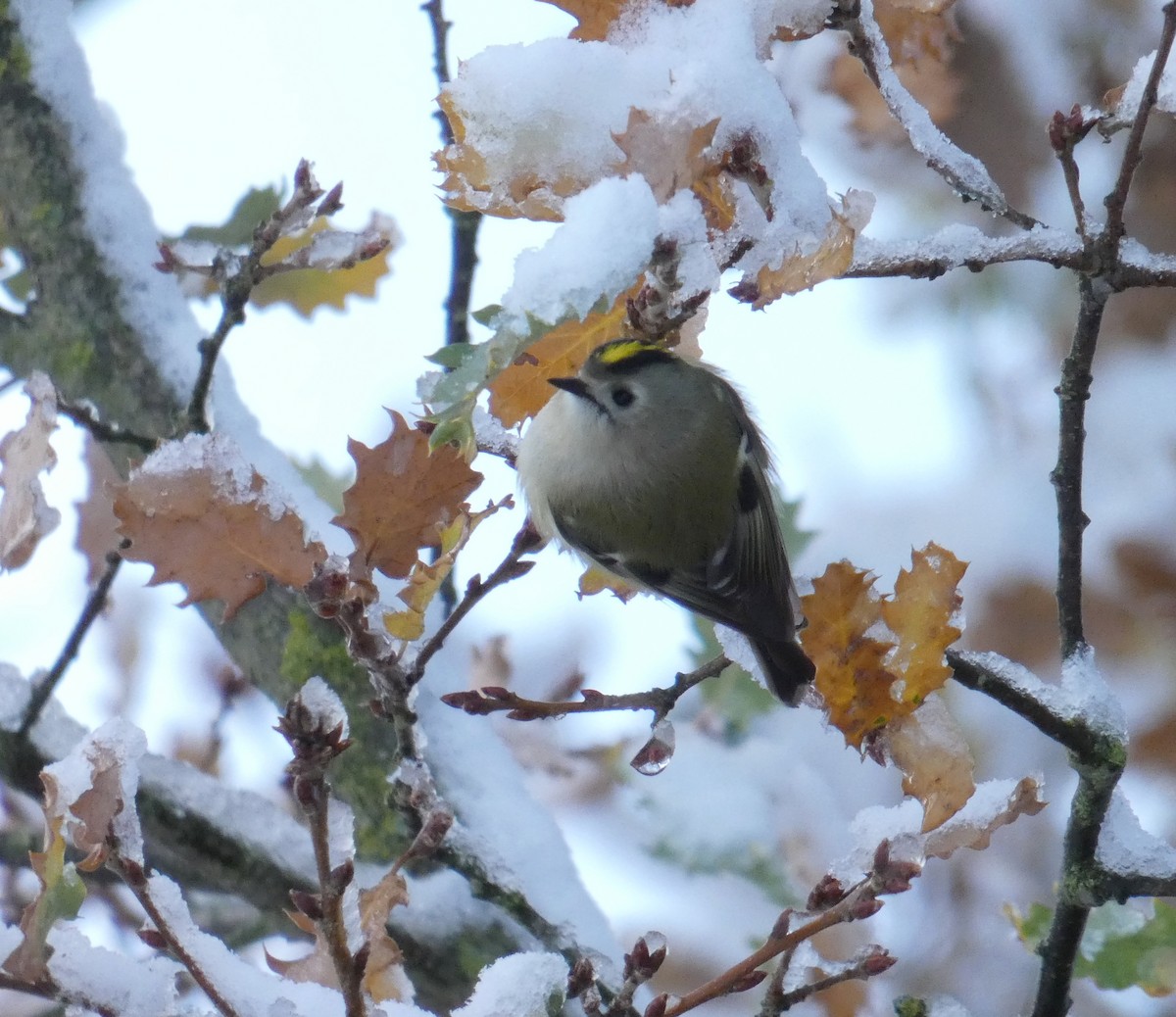 戴菊鳥 - ML645596254