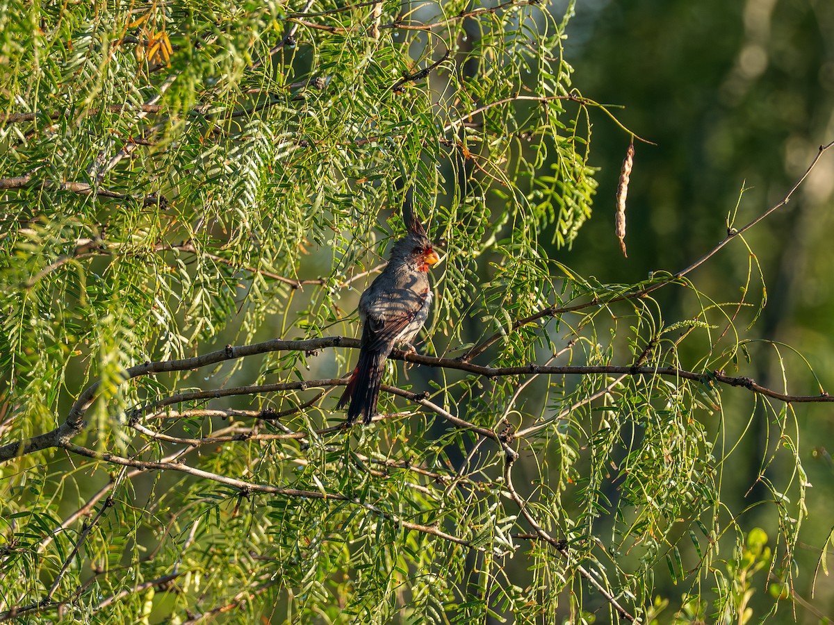 Pyrrhuloxia - ML645596255