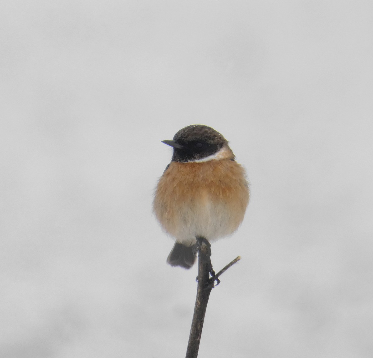 European Stonechat - ML645596263