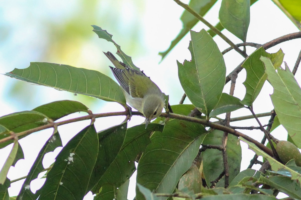 Червоїд світлобровий - ML645596264