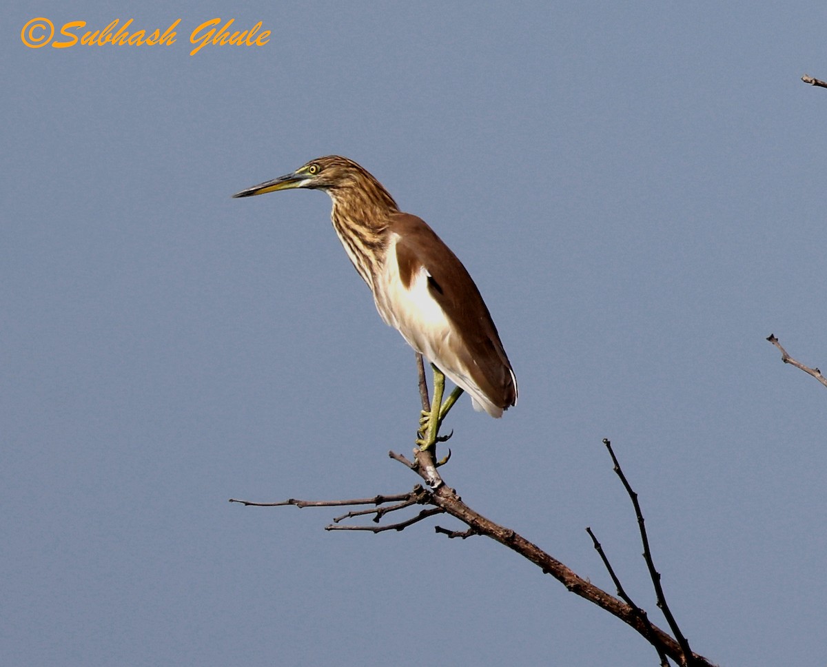 Indian Pond-Heron - ML645596265
