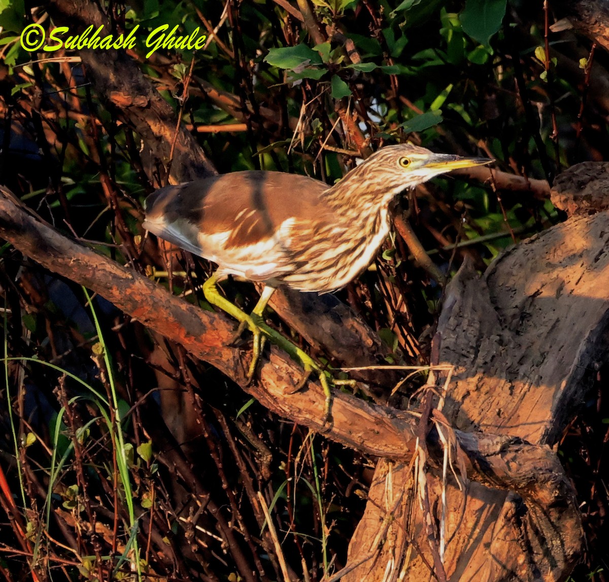 Indian Pond-Heron - ML645596266