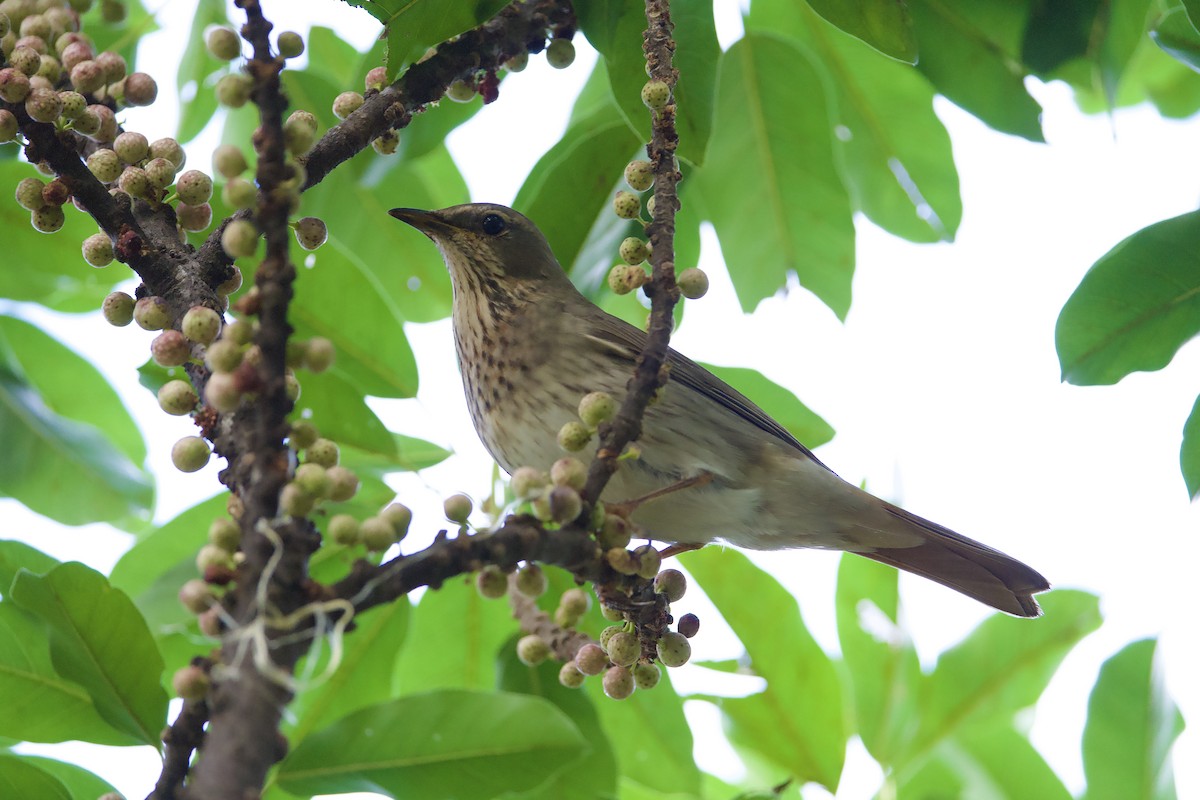 Red-throated Thrush - ML645596267