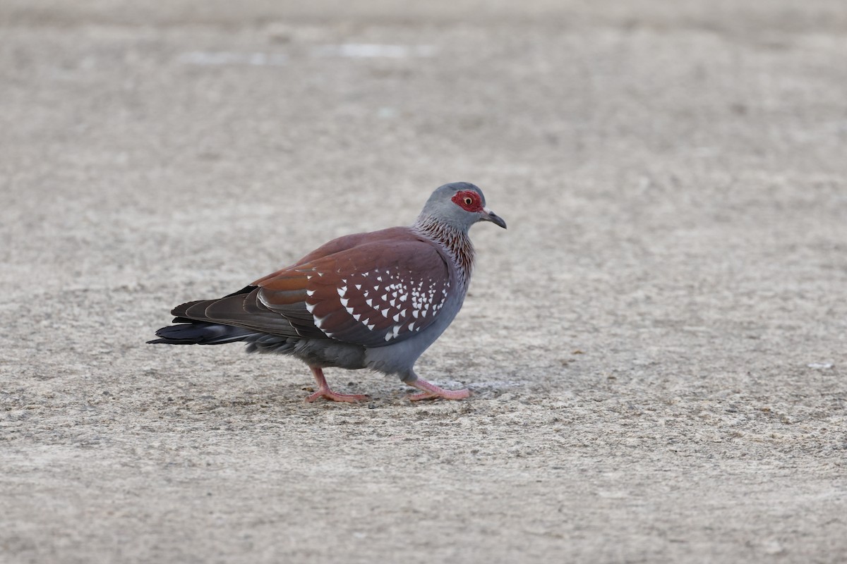 Speckled Pigeon - ML645596291