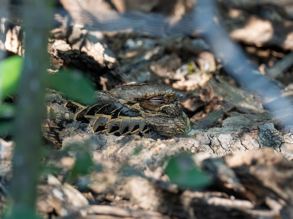 Common Pauraque - ML645596296