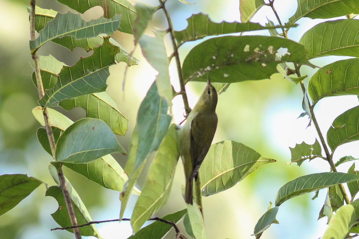 Червоїд світлобровий - ML645596306