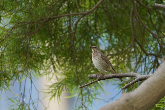 Red-throated Thrush - ML645596331