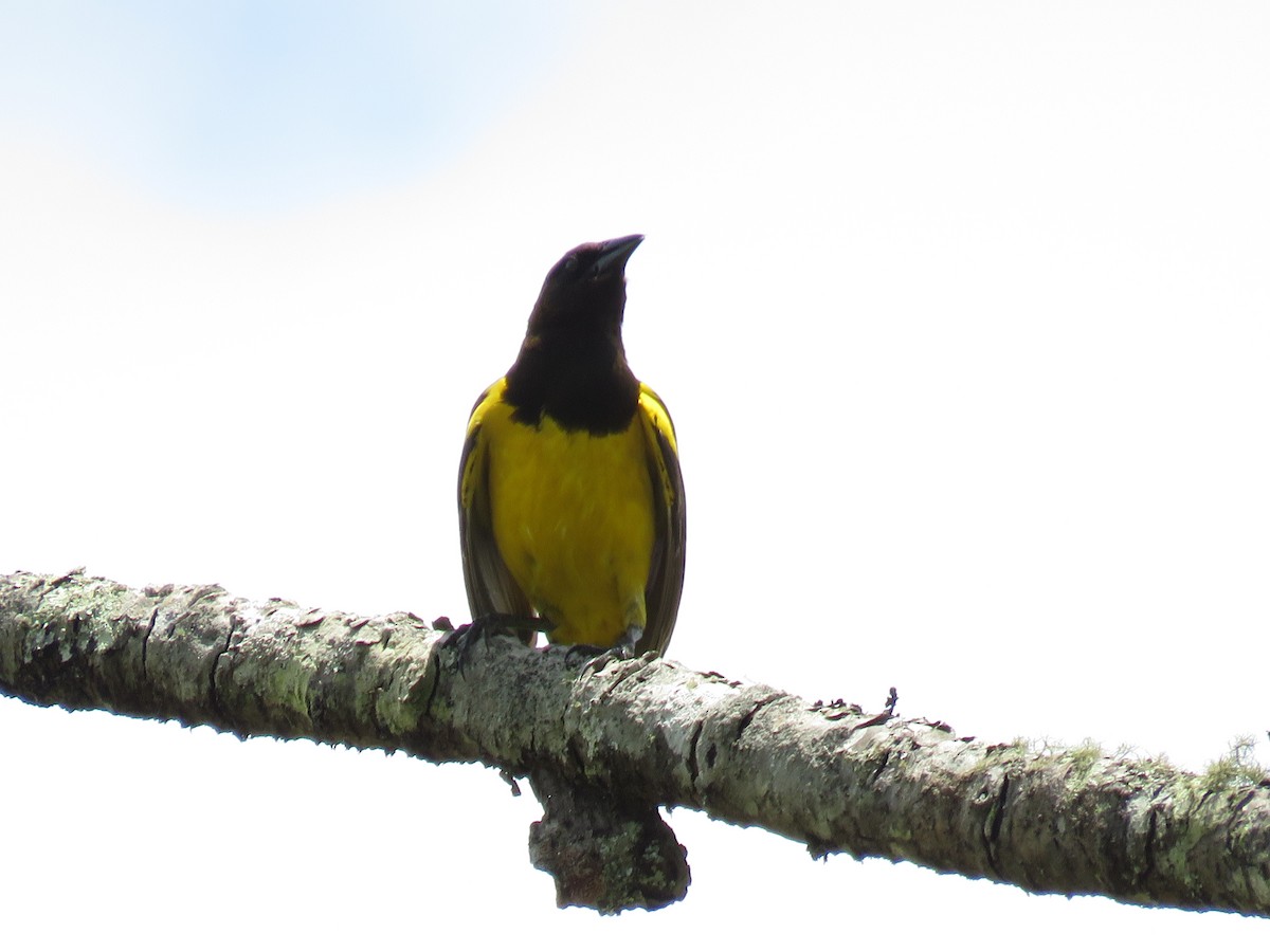 Yellow-rumped Marshbird - ML645596338