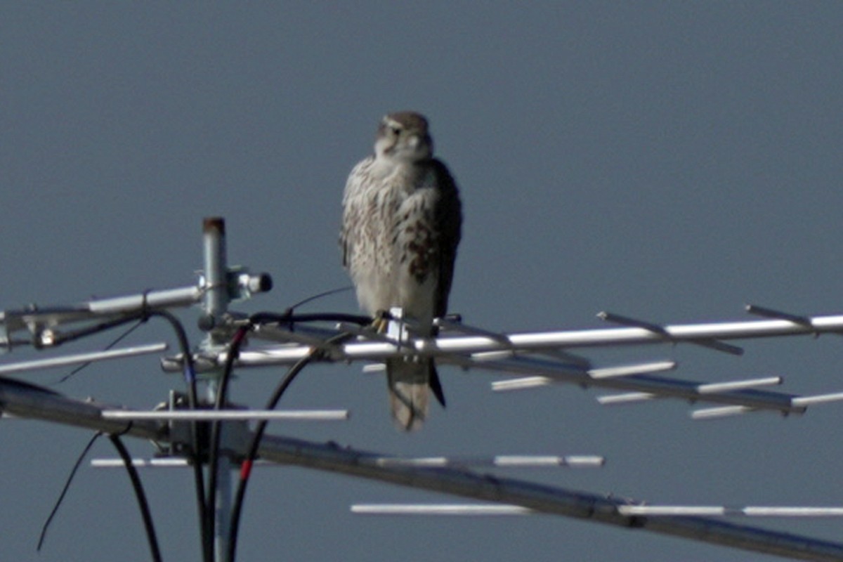 raroh prériový - ML645596350