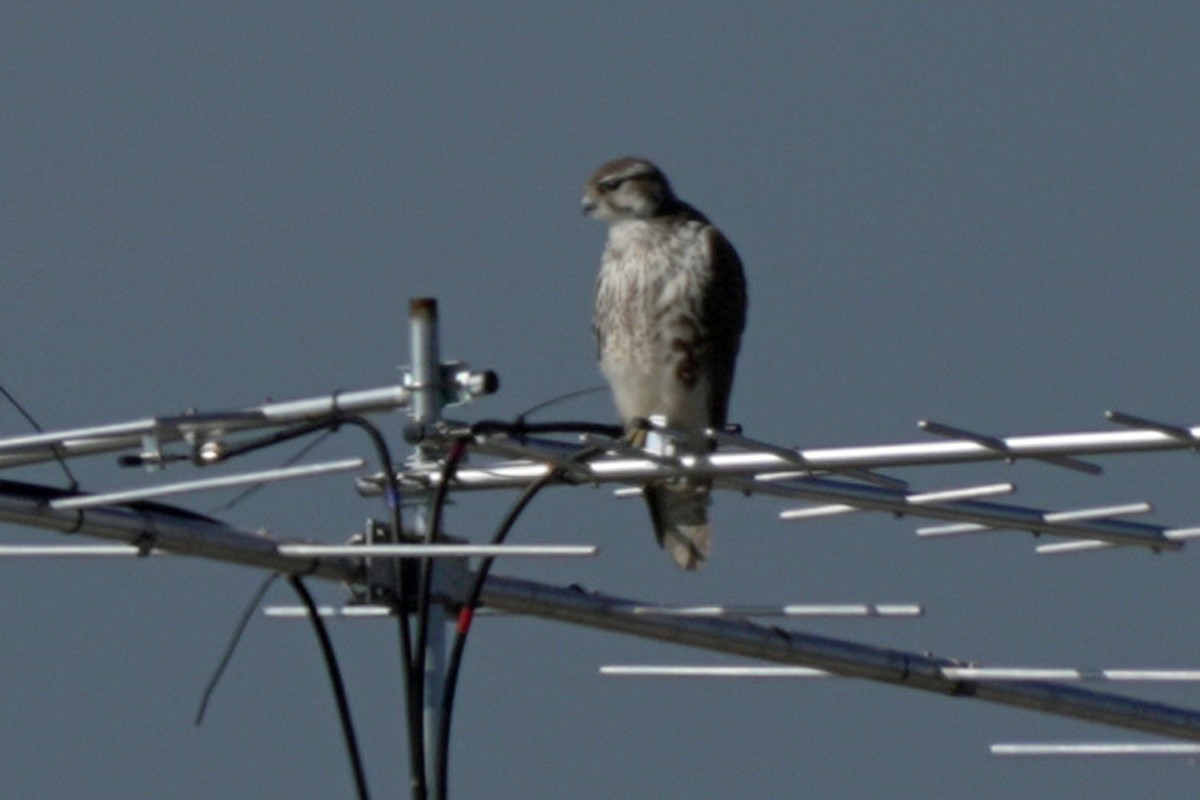 raroh prériový - ML645596351