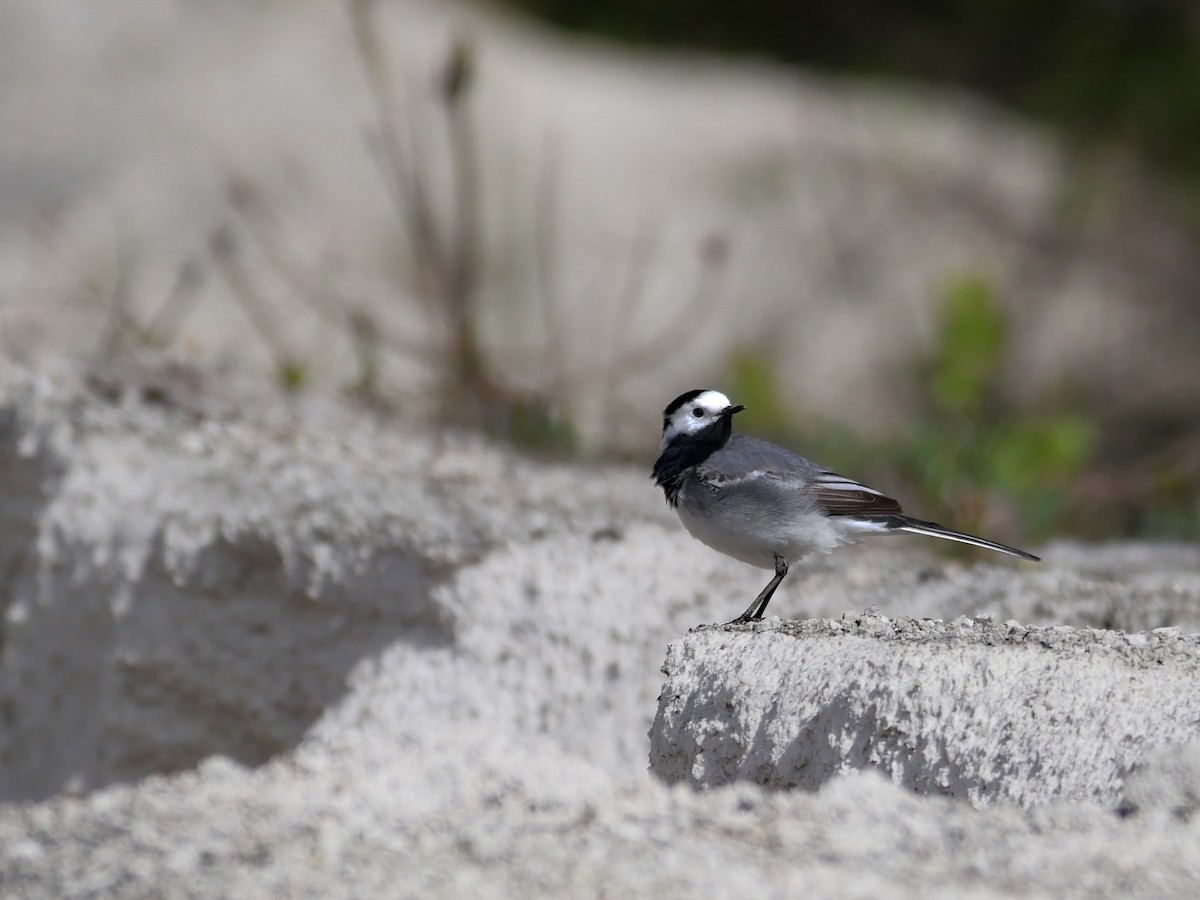 konipas bílý - ML645596359