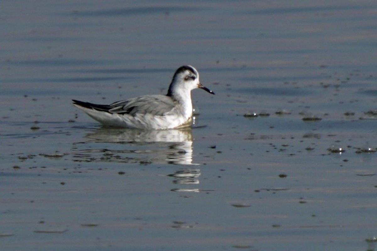 lyskonoh ploskozobý - ML645596363