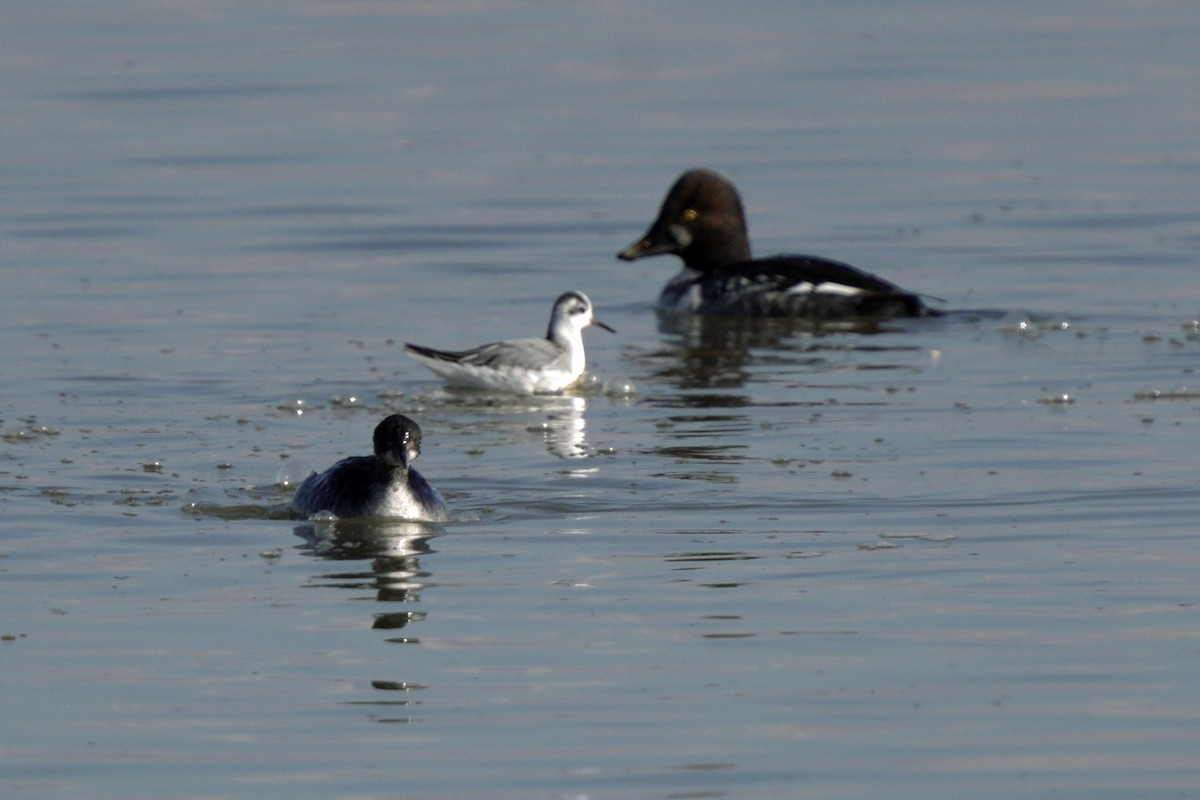 potápka černokrká - ML645596364