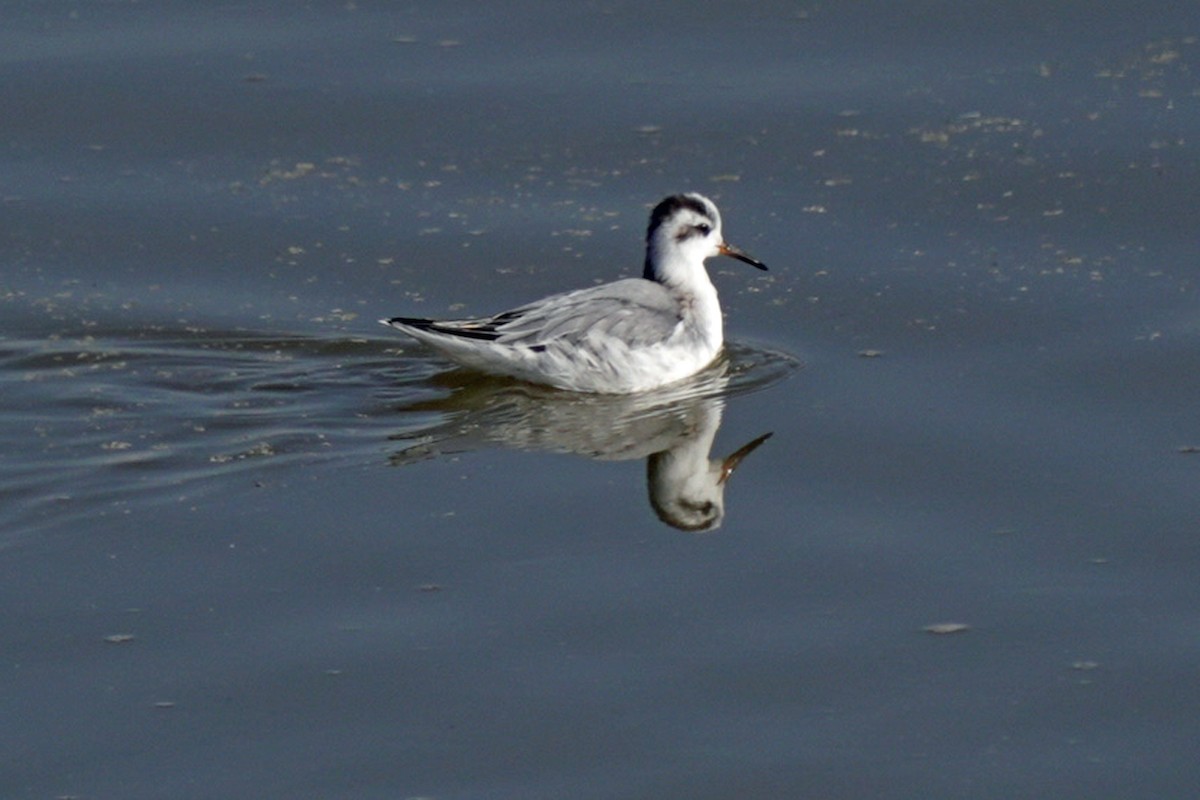 lyskonoh ploskozobý - ML645596365