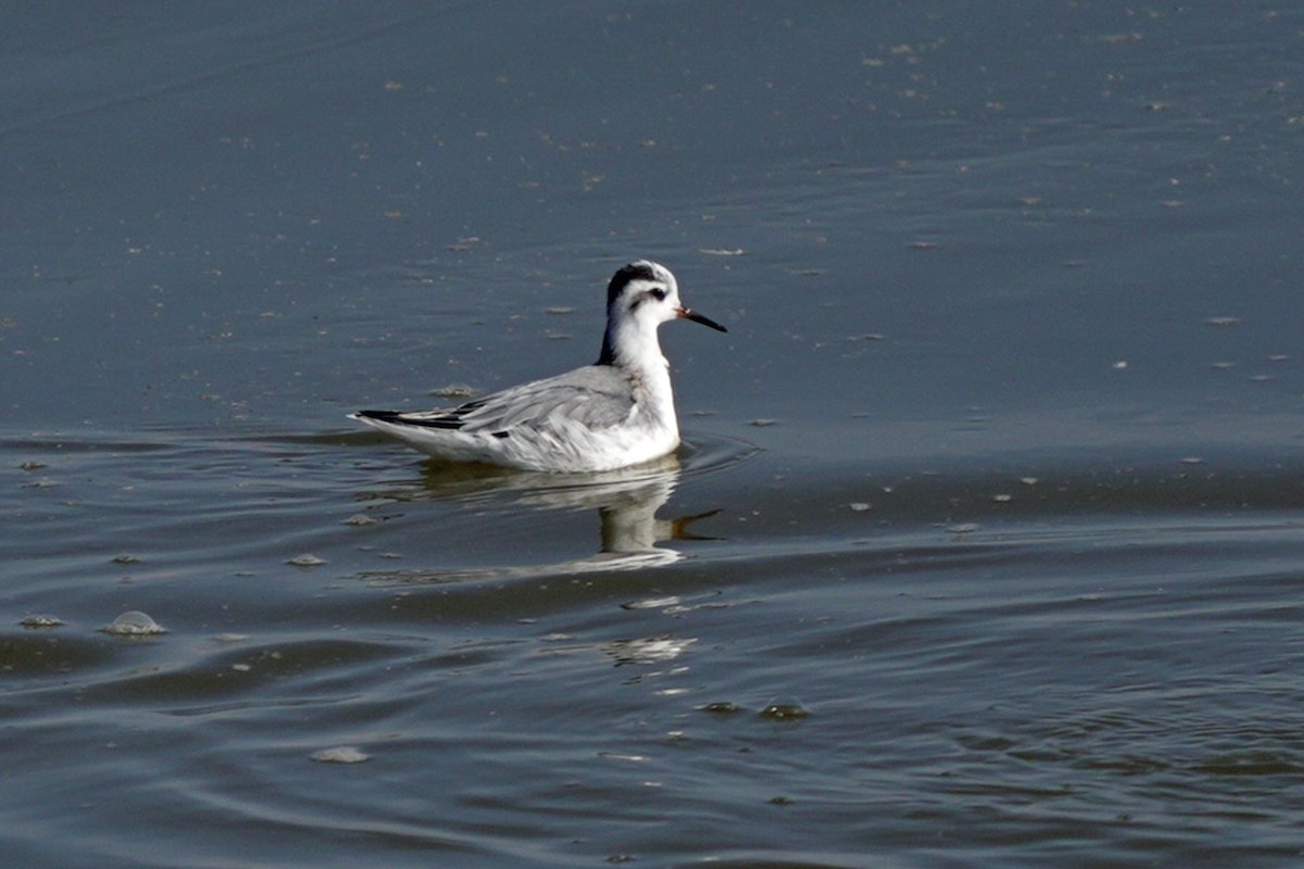 lyskonoh ploskozobý - ML645596366