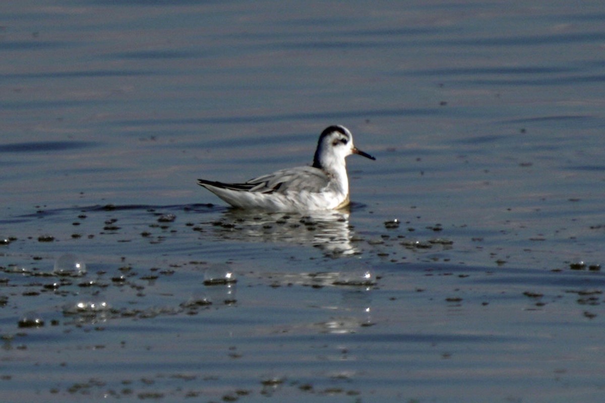 lyskonoh ploskozobý - ML645596368