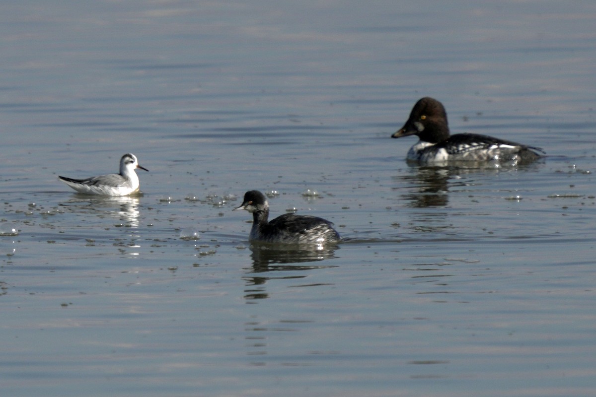 hohol severní - ML645596369