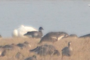 Brant - ML645596372