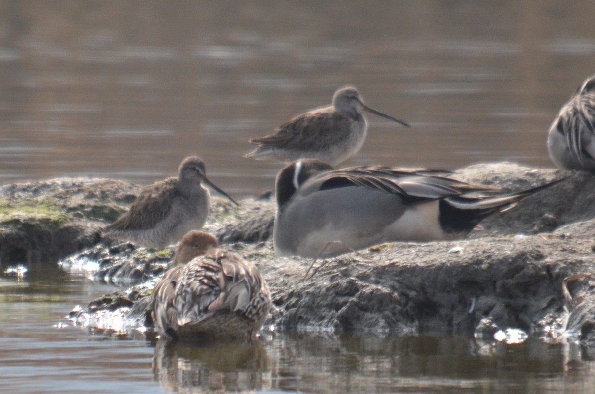 Long-billed Dowitcher - ML645596376