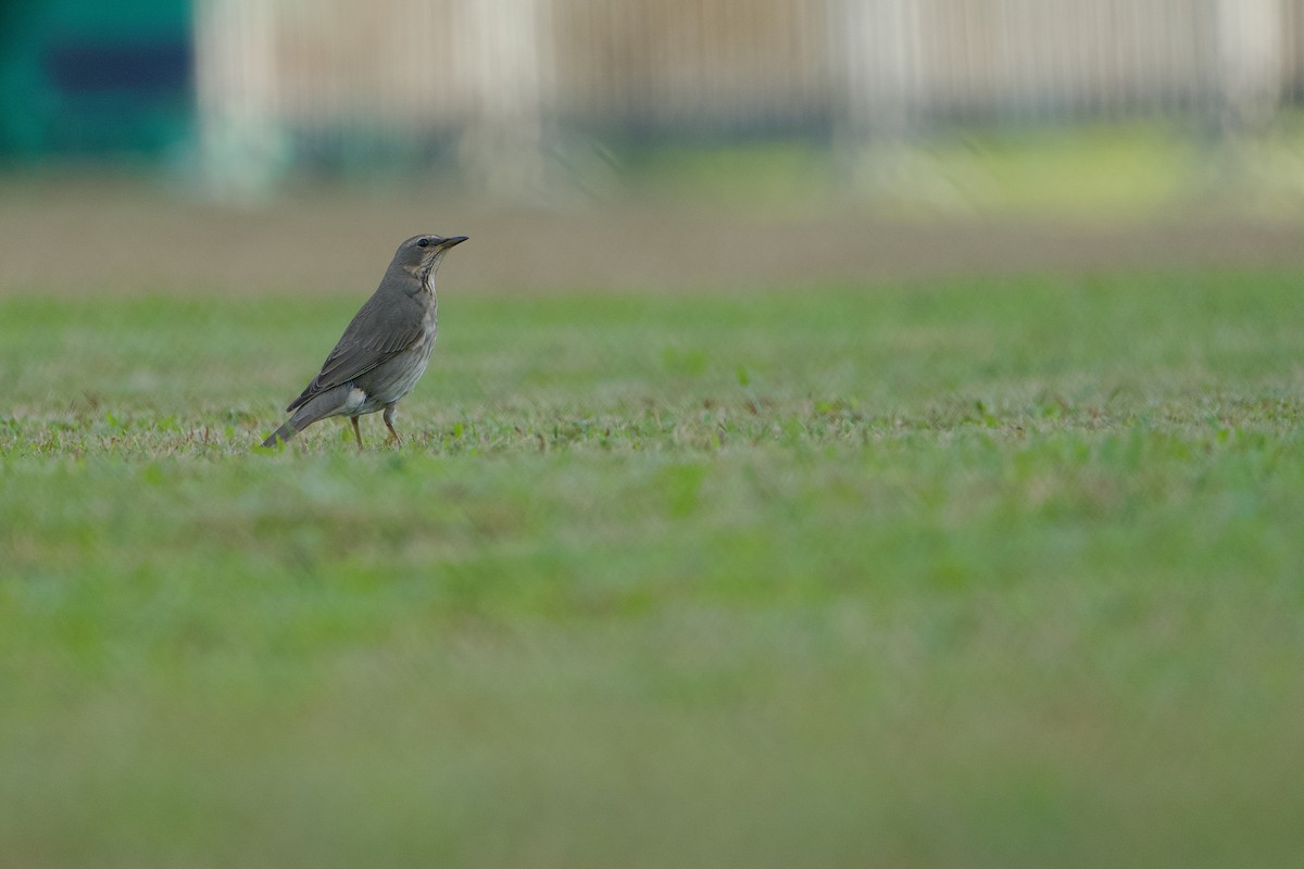 Red-throated Thrush - ML645596380
