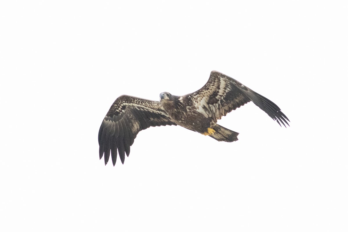 Орлан білоголовий - ML645596383