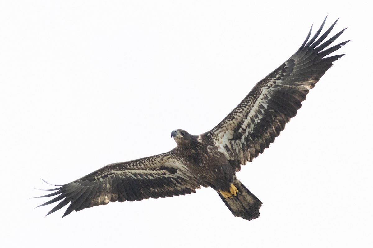 Орлан білоголовий - ML645596387