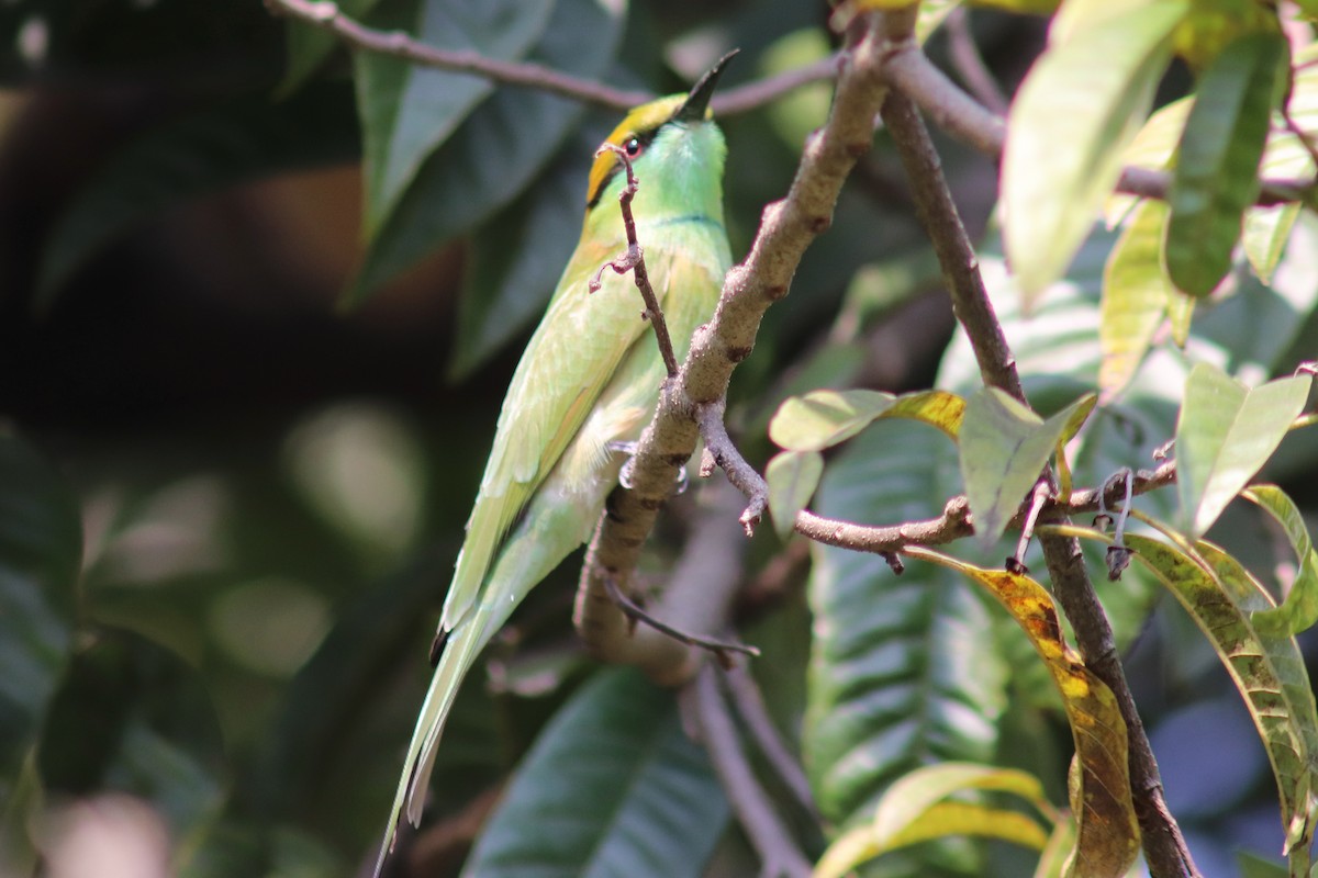 Бджолоїдка мала - ML645596388