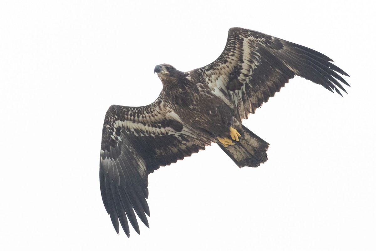 Орлан білоголовий - ML645596392