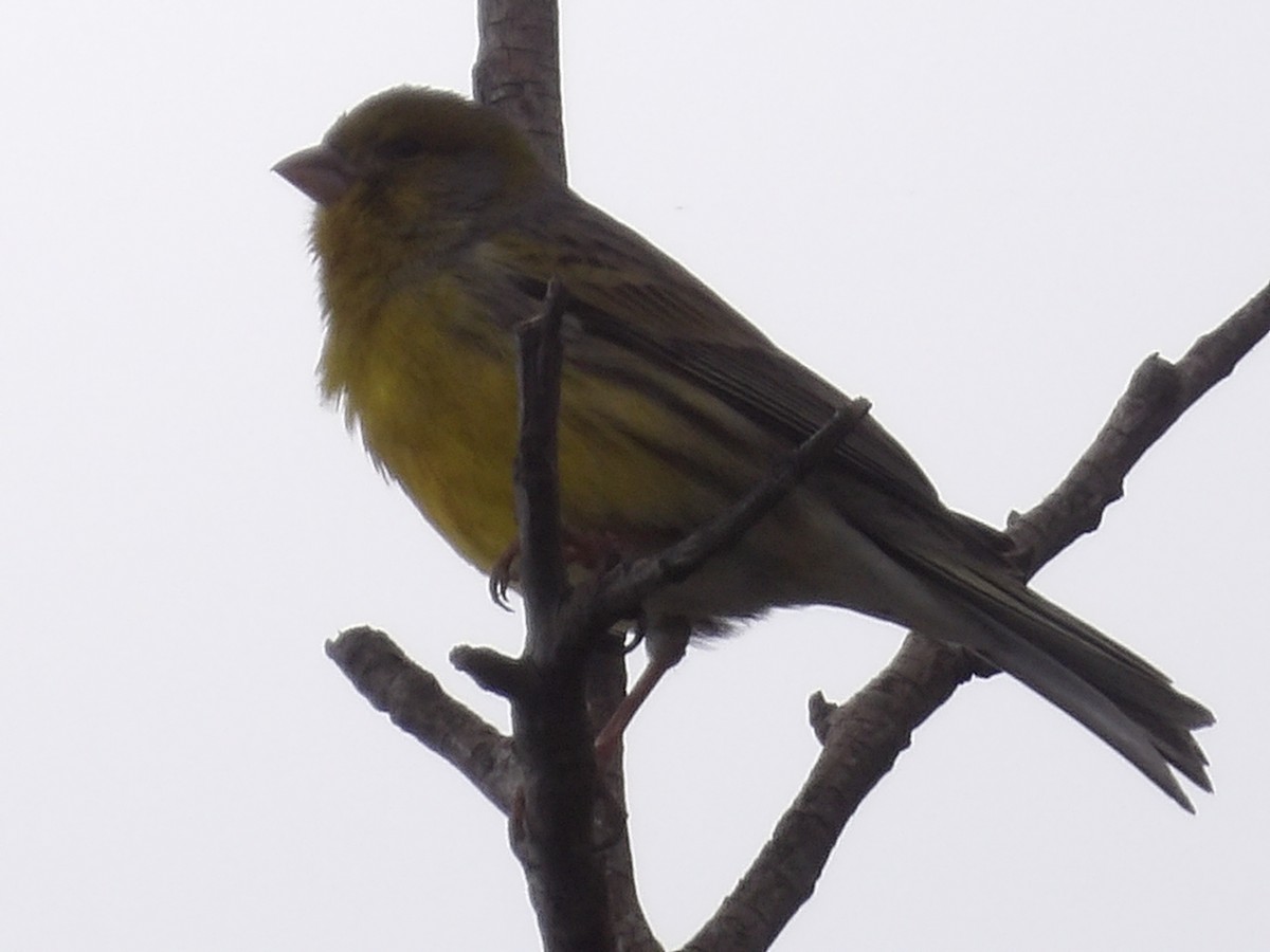 Канарка - ML645596393