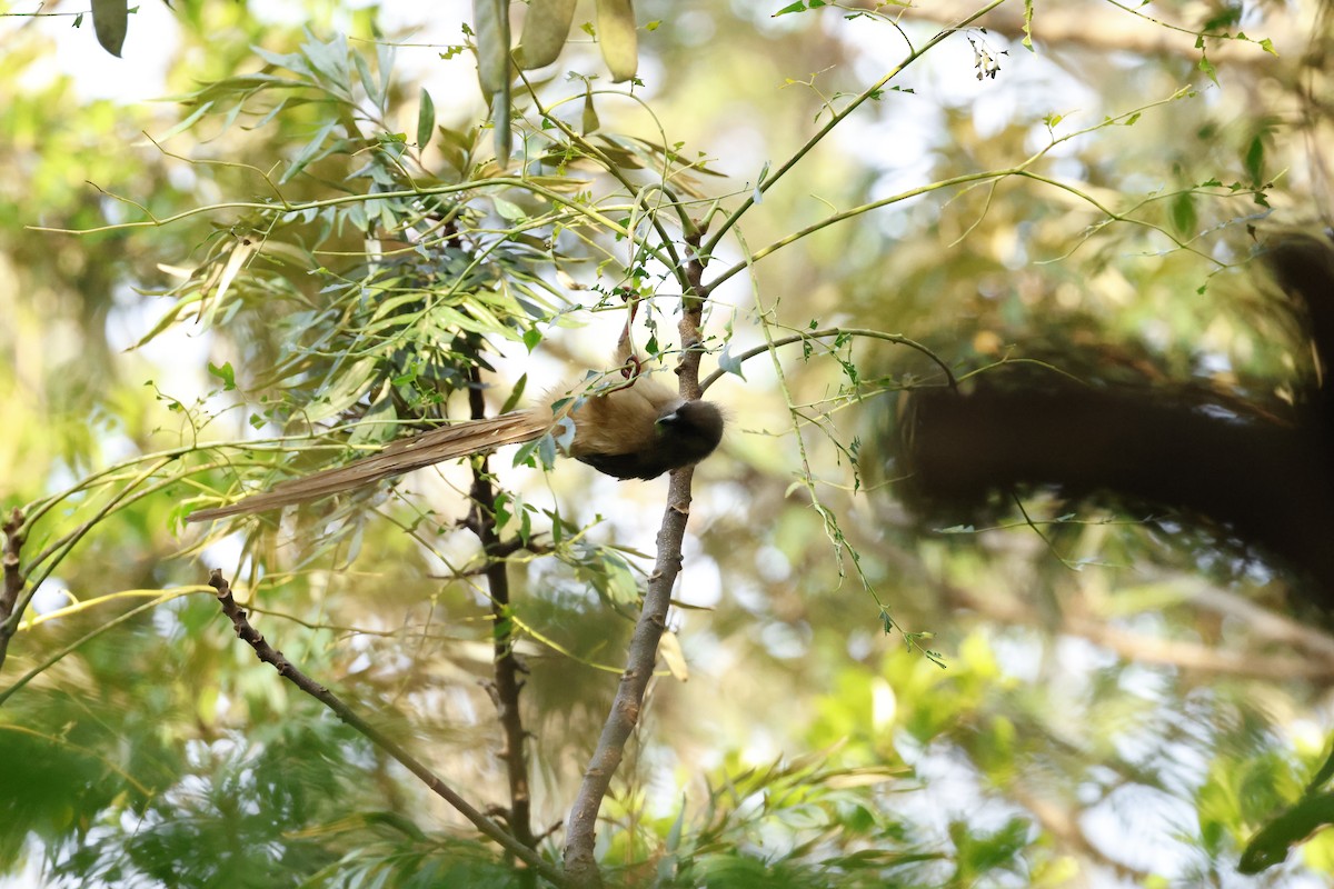 Чепіга бурокрила - ML645596394