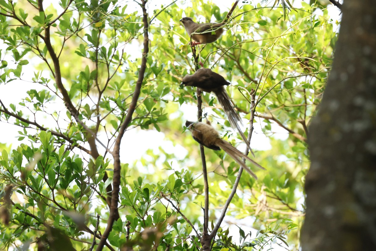 Чепіга бурокрила - ML645596395