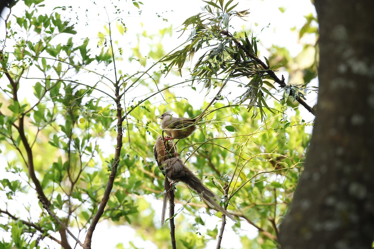 Чепіга бурокрила - ML645596396