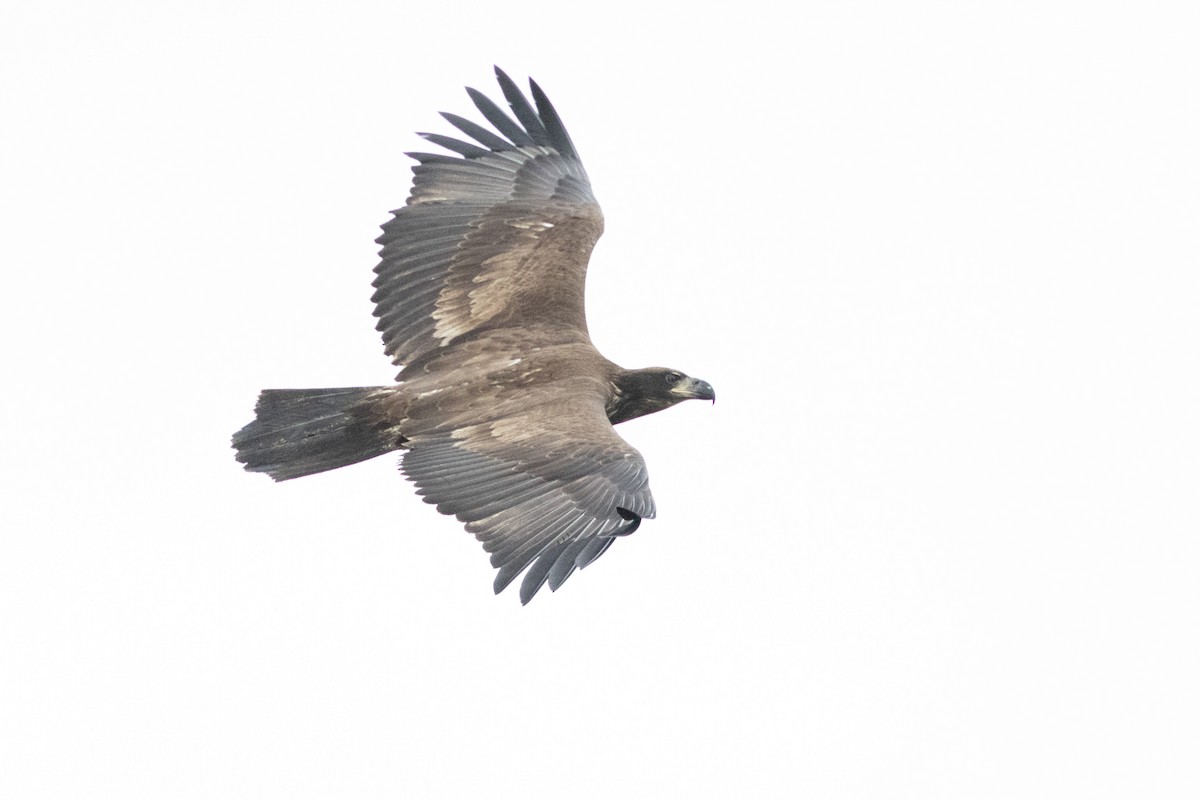 Орлан білоголовий - ML645596397