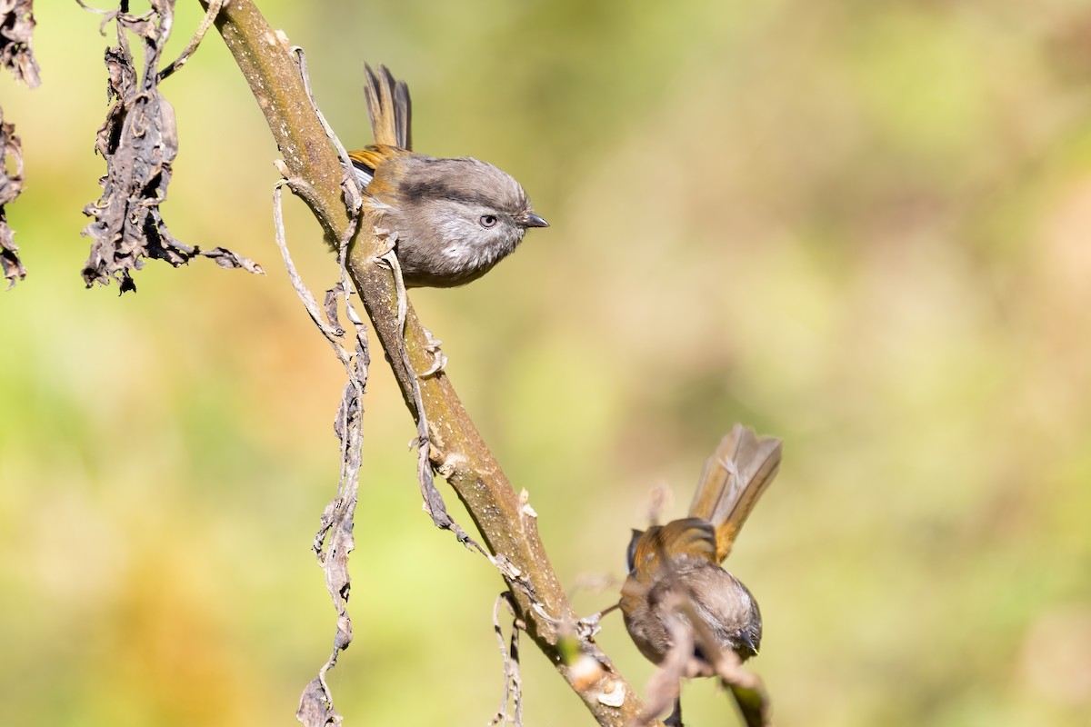 Фульвета чагарникова - ML645596398