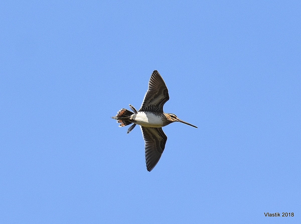 Баранець звичайний - ML645596400